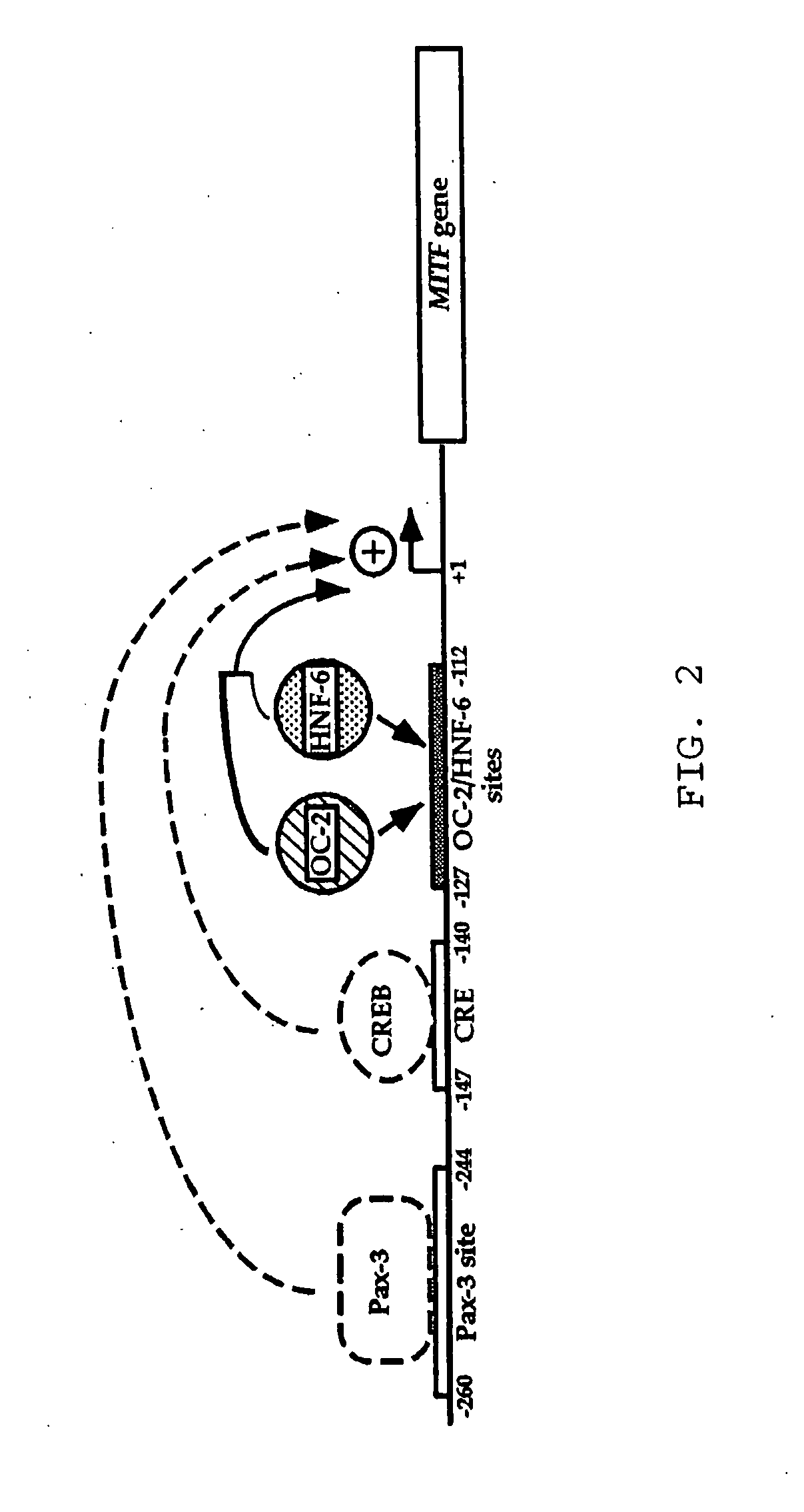 Pharmaceutical composition intended for the treatment or for the prevention of diabetes, of cancer or of waardenburg syndrome