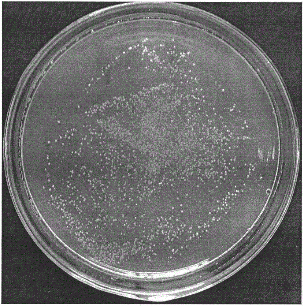 Xylose medium suitable for ustilaginoidea virens spore production and application method thereof