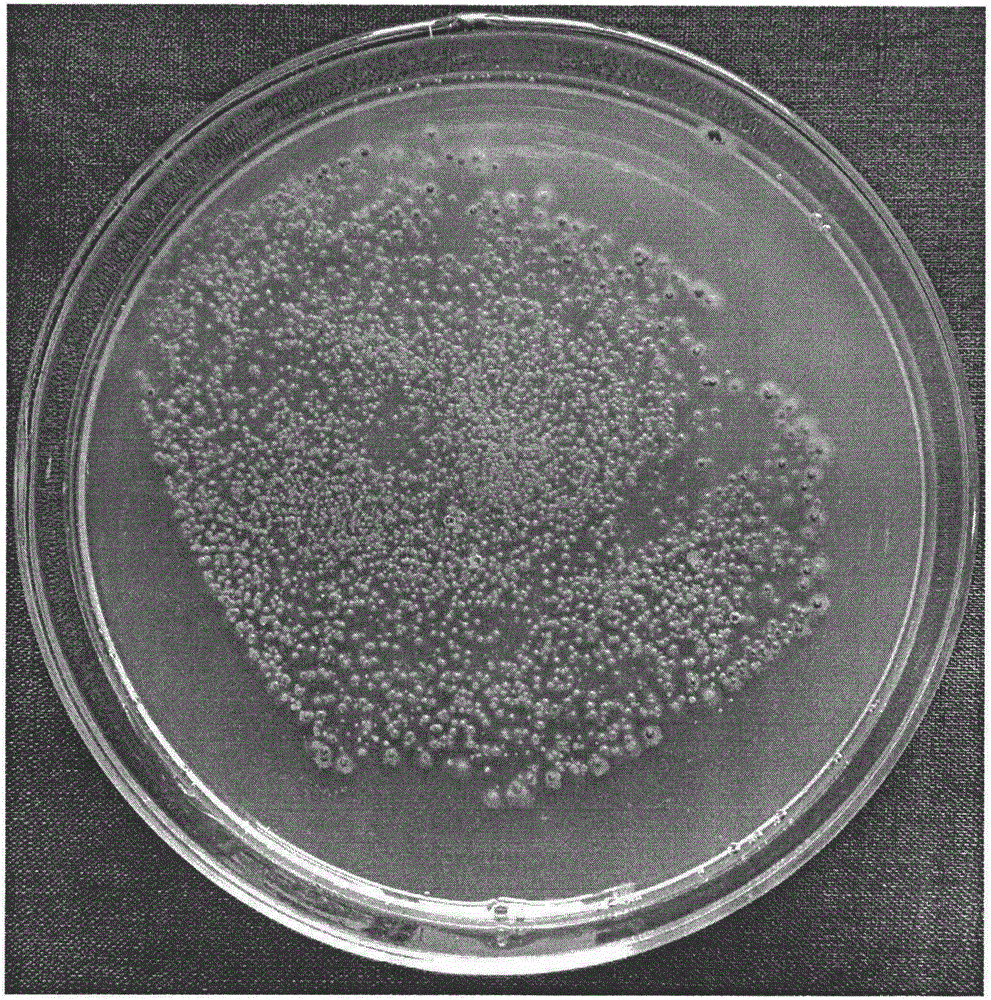 Xylose medium suitable for ustilaginoidea virens spore production and application method thereof