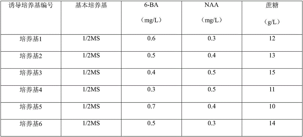 Phalaenopsis non-toxic seedling cultivation and propagation method