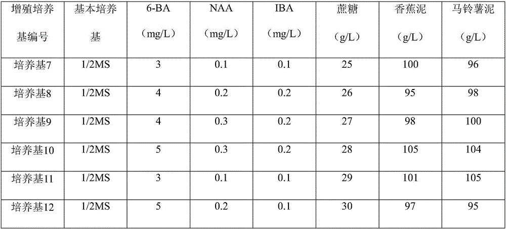 Phalaenopsis non-toxic seedling cultivation and propagation method