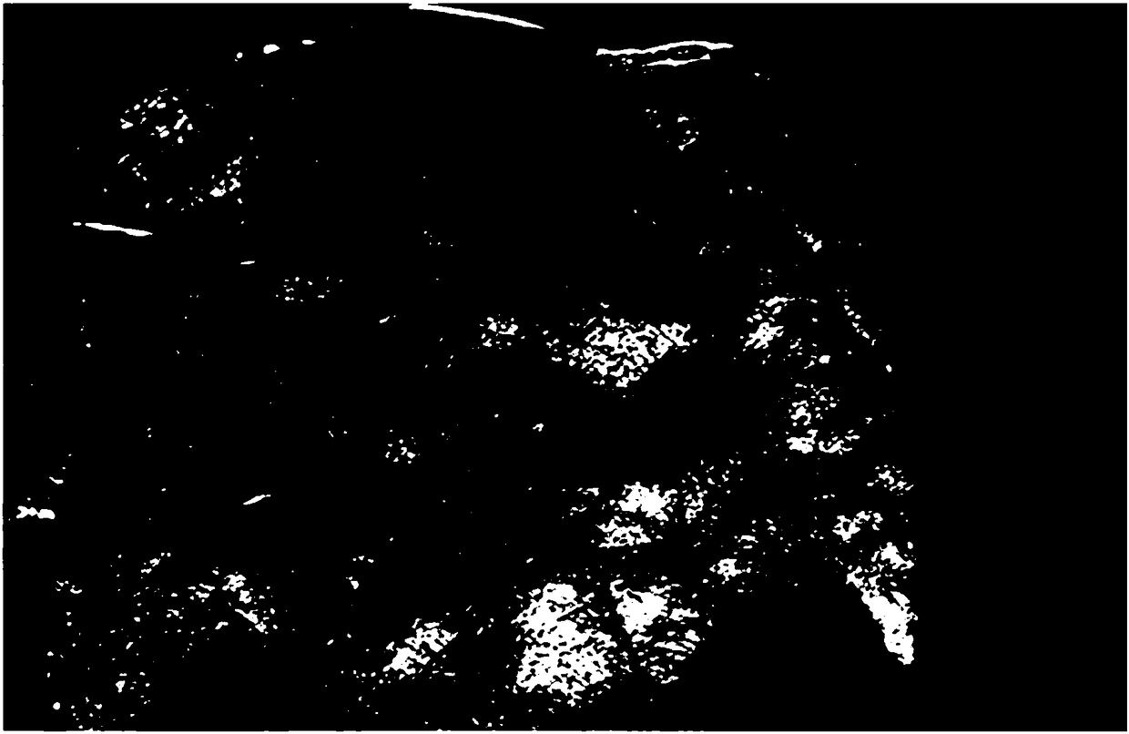 Method for inducing and culturing hybrid sweetgum tetraploid