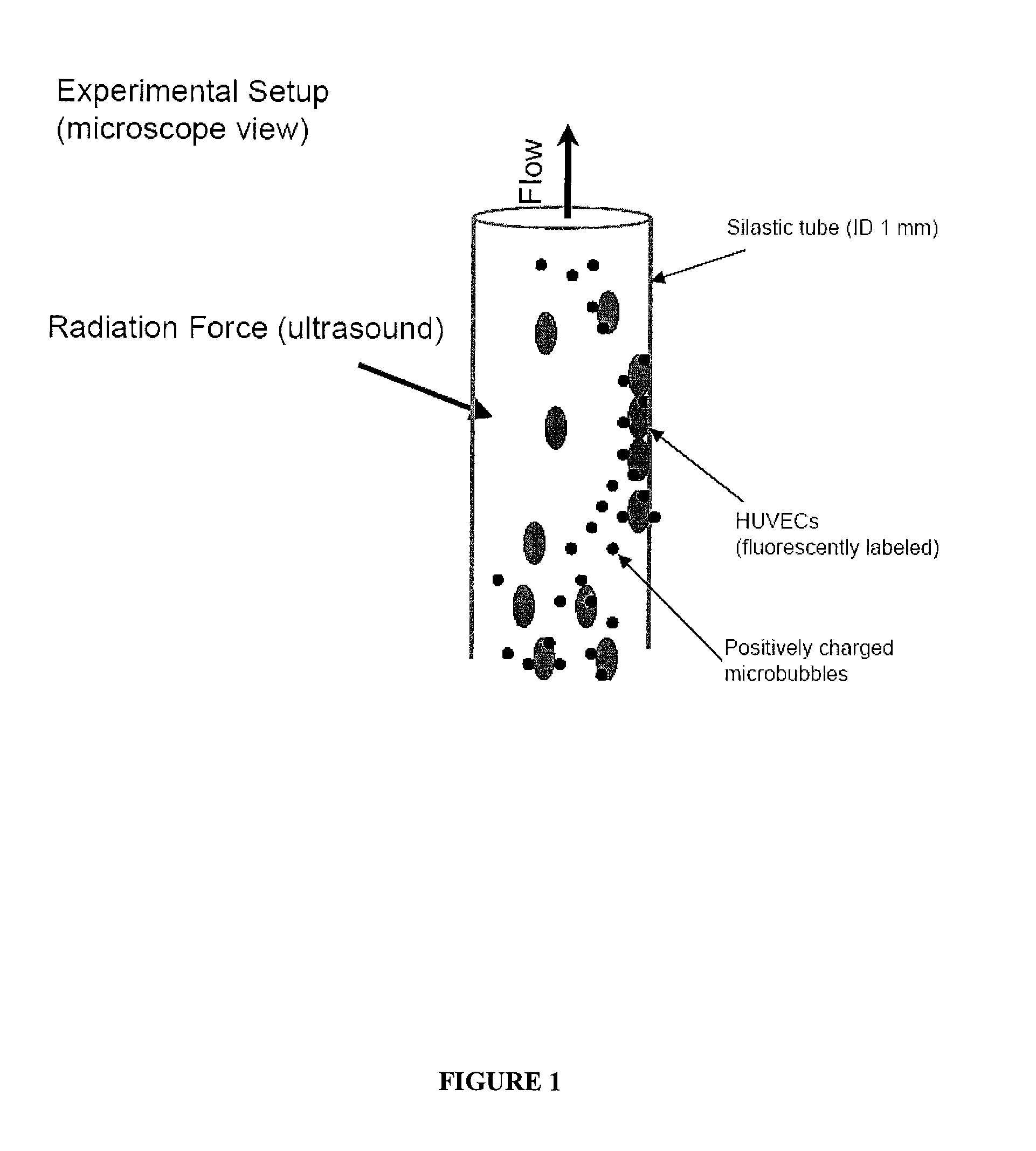 Directed Cell-Based Therapy Using Microbubble Tagged Cells