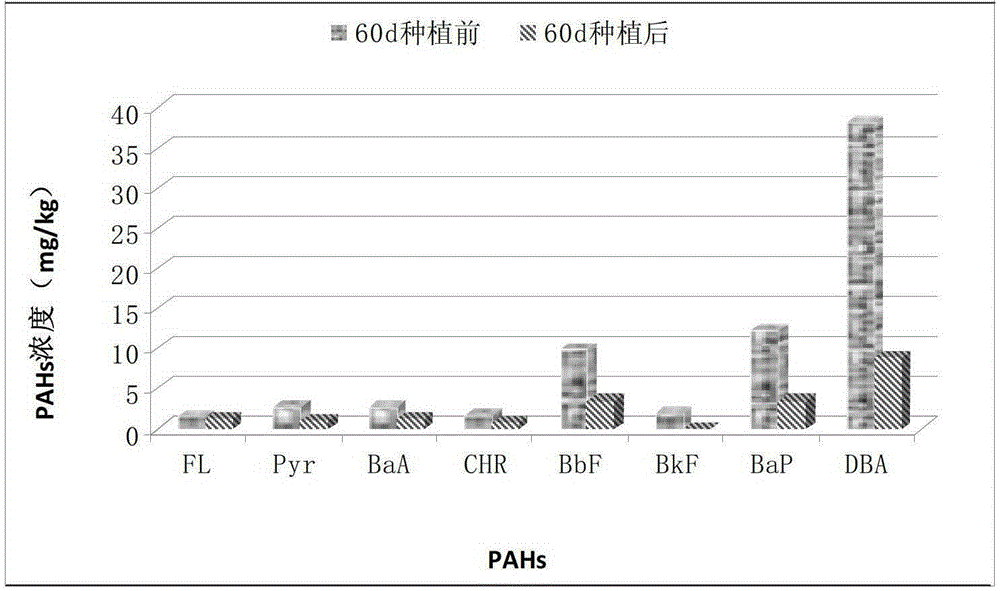 A method for remediating polycyclic aromatic hydrocarbon-contaminated soil by using the grass phoenix