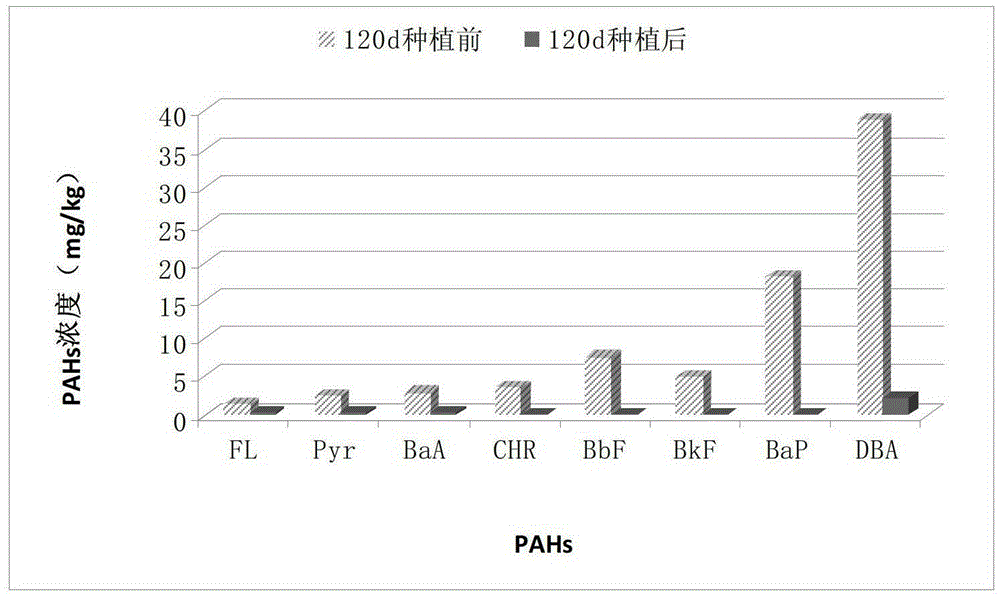 A method for remediating polycyclic aromatic hydrocarbon-contaminated soil by using the grass phoenix