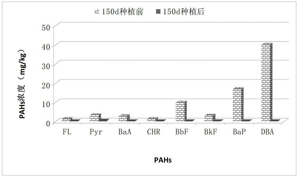 A method for remediating polycyclic aromatic hydrocarbon-contaminated soil by using the grass phoenix