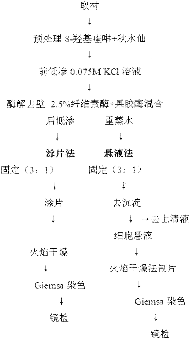 Preparation method of chromosome suitable for karyotype analysis of rubus plants