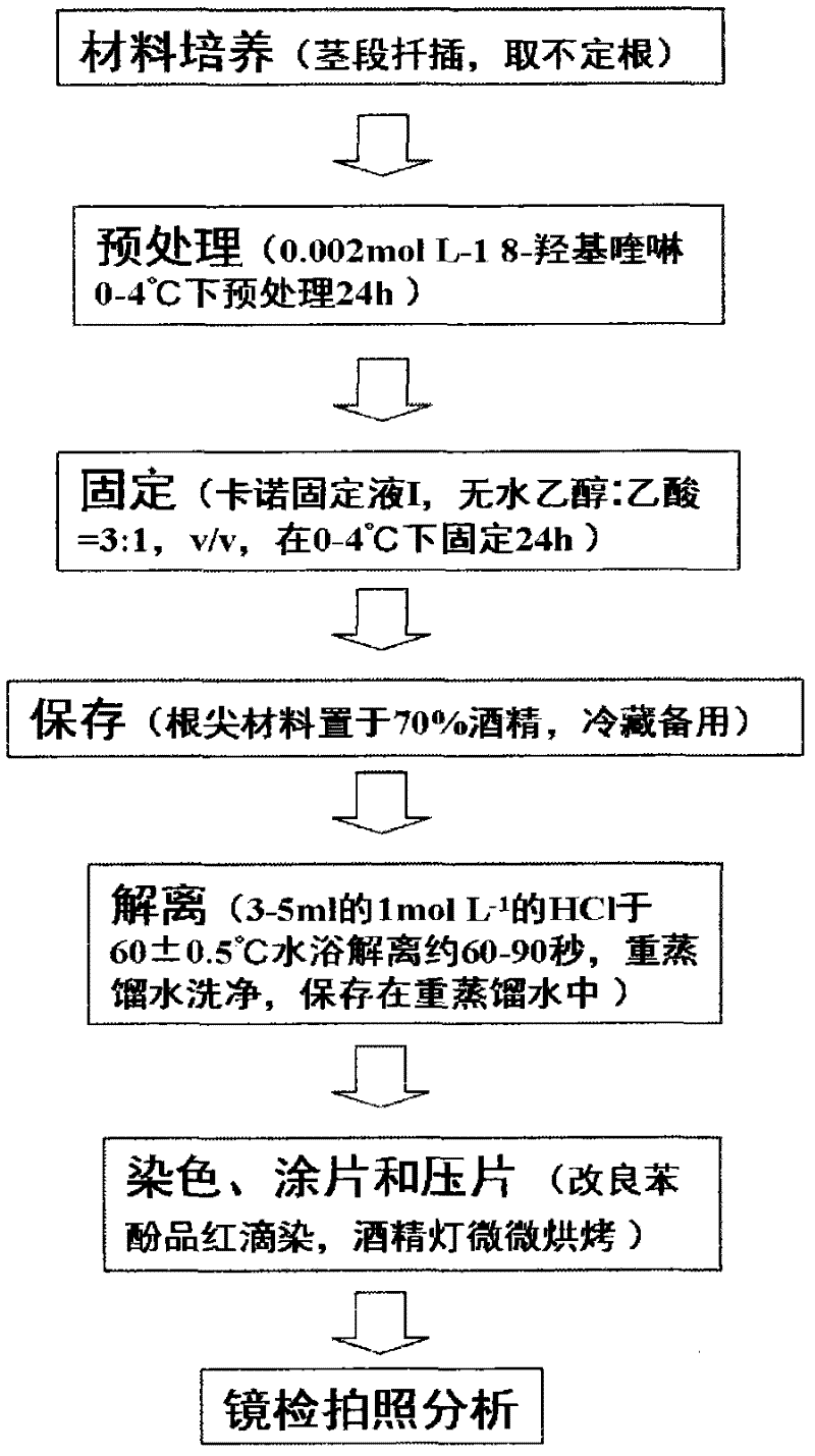 Preparation method of chromosome suitable for karyotype analysis of rubus plants