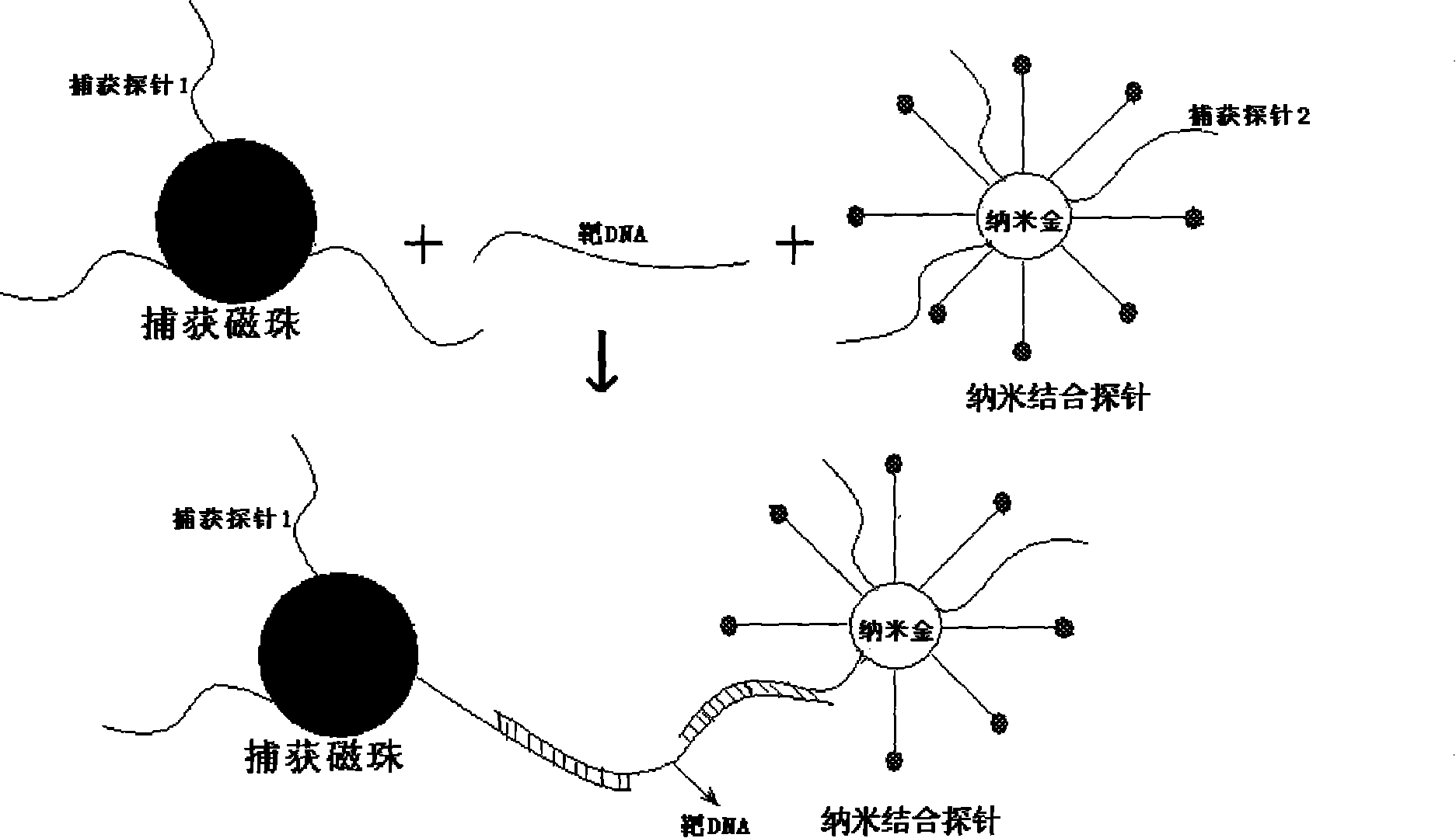 Method for detecting DNA, RNA and ultramicro-amount protein