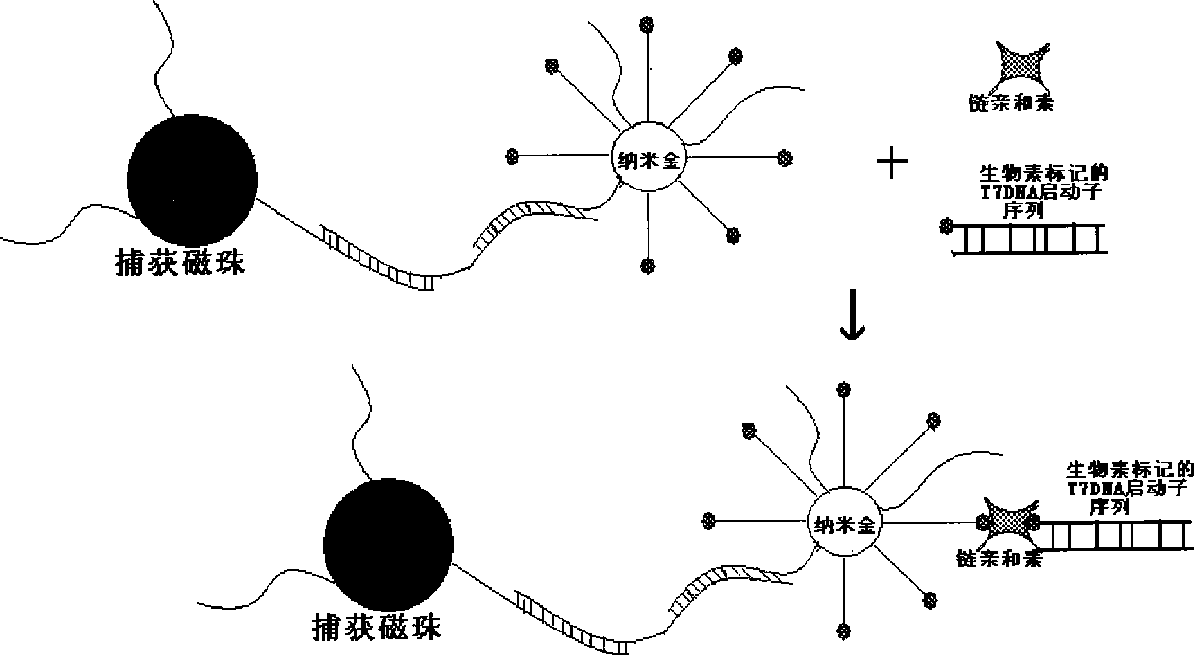 Method for detecting DNA, RNA and ultramicro-amount protein