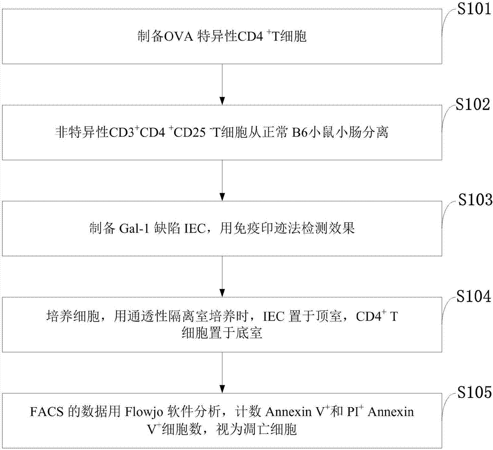 Measuring method for inducing death of antigen specificity CD4&lt;+&gt;T cell