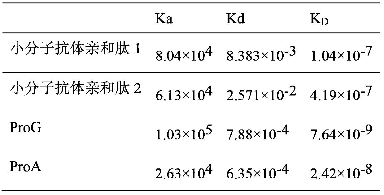 Micromolecule antibody affinity peptide and applications thereof