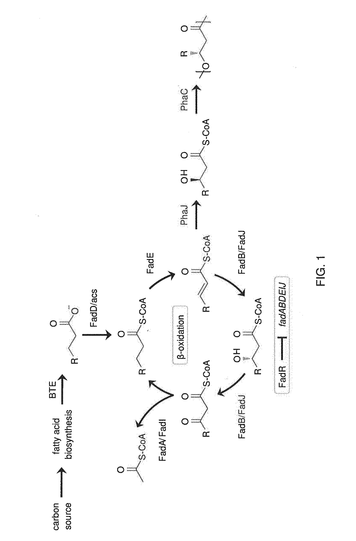 Production of polyhydroxyalkanoates with a defined composition from an unrelated carbon source