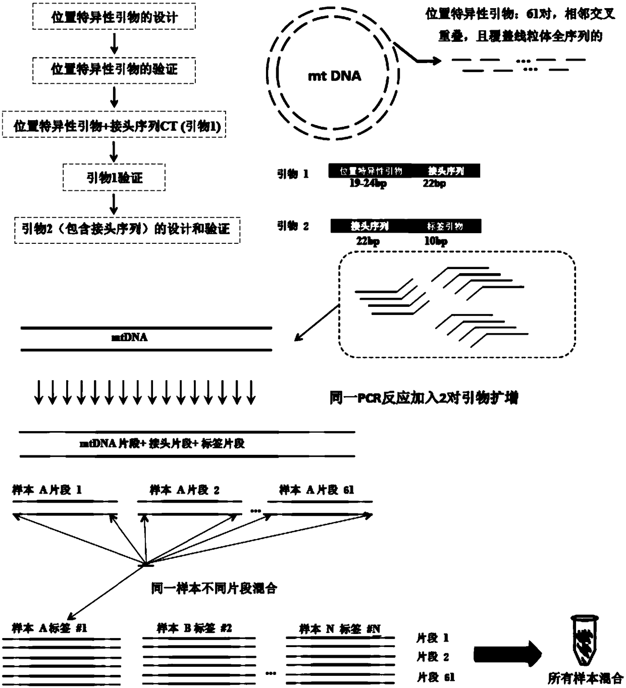 Mitochondria whole genome sequencing method based on high-throughput sequencing