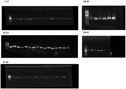 Mitochondria whole genome sequencing method based on high-throughput sequencing