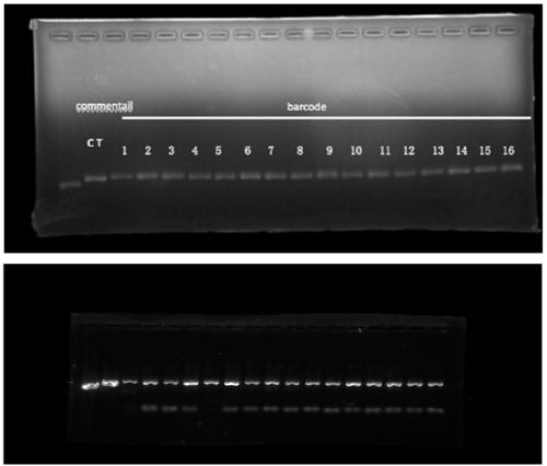 Mitochondria whole genome sequencing method based on high-throughput sequencing