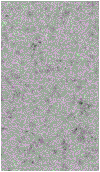 Preparation method for high-boron stainless steel plate