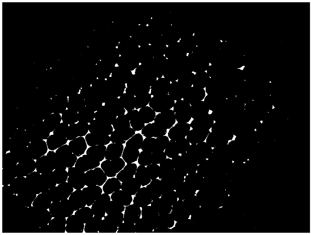 Method for rapidly and concentratedly preparing porphyra haitanensis protoplast