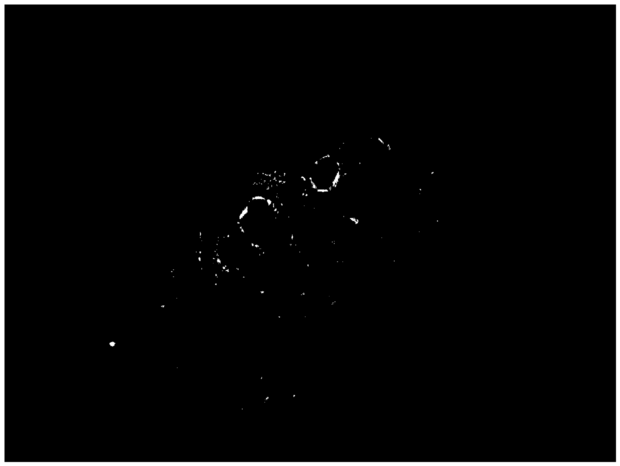 Method for rapidly and concentratedly preparing porphyra haitanensis protoplast