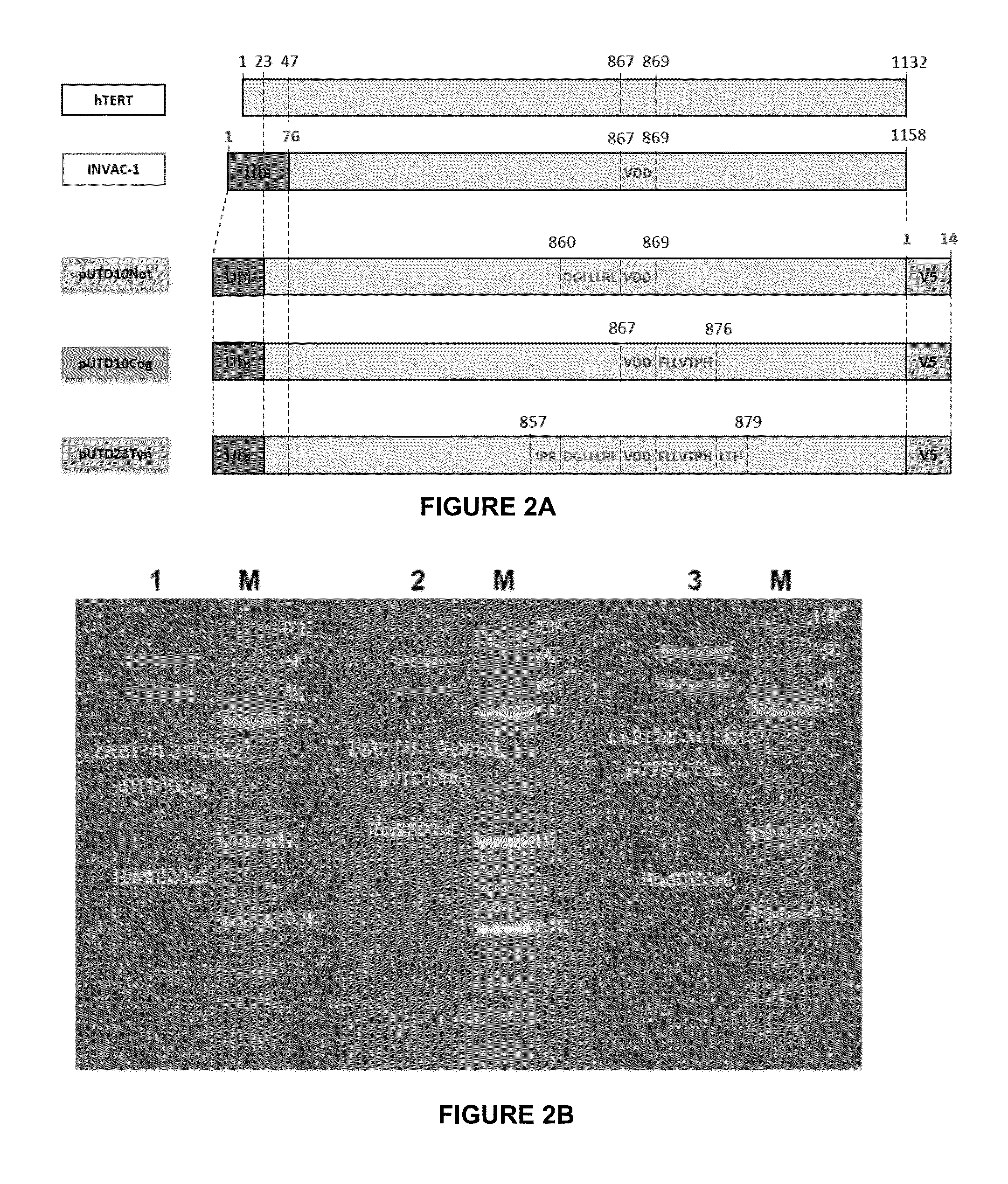 Telomerase encoding DNA vaccine