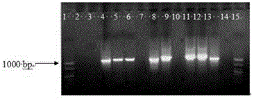 Method for obtaining transgenic alfalfa and special expression vector CPB-LAR-GFP thereof