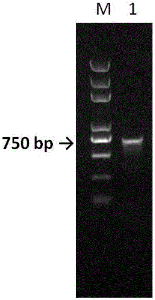 Production technology of bovine trypsin