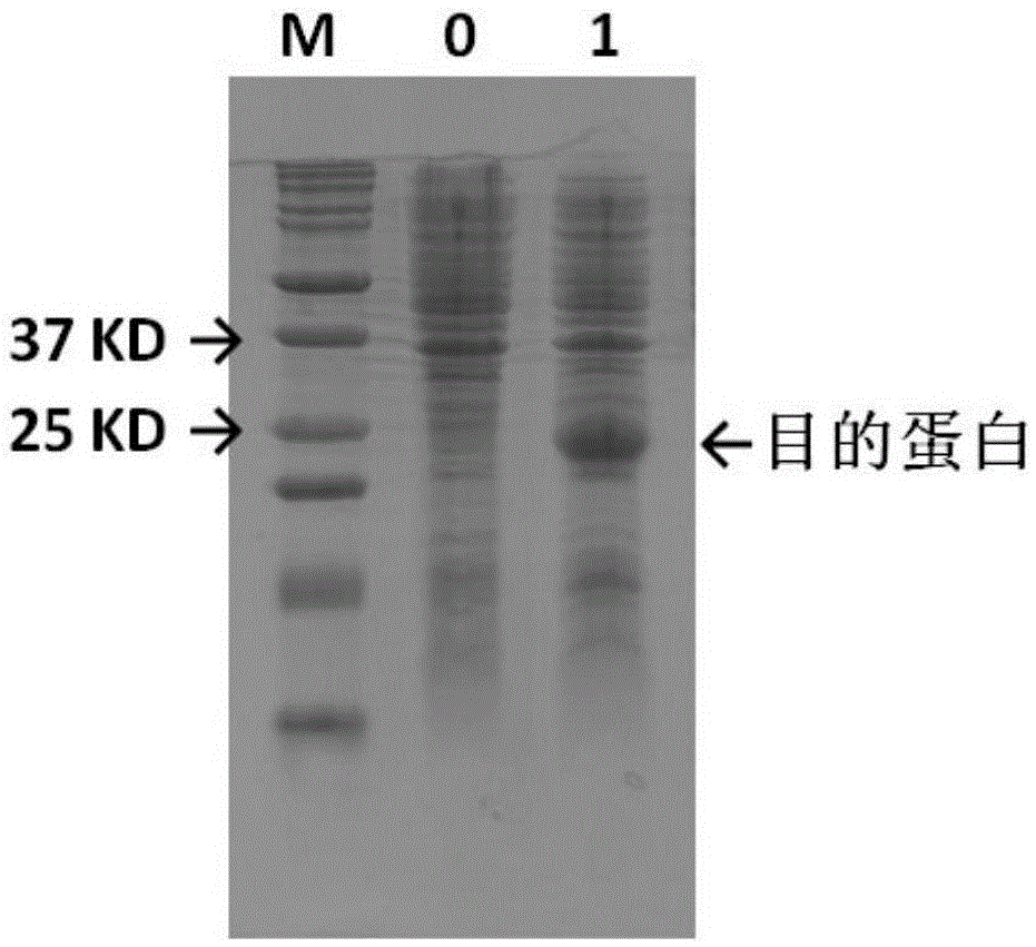 Production technology of bovine trypsin