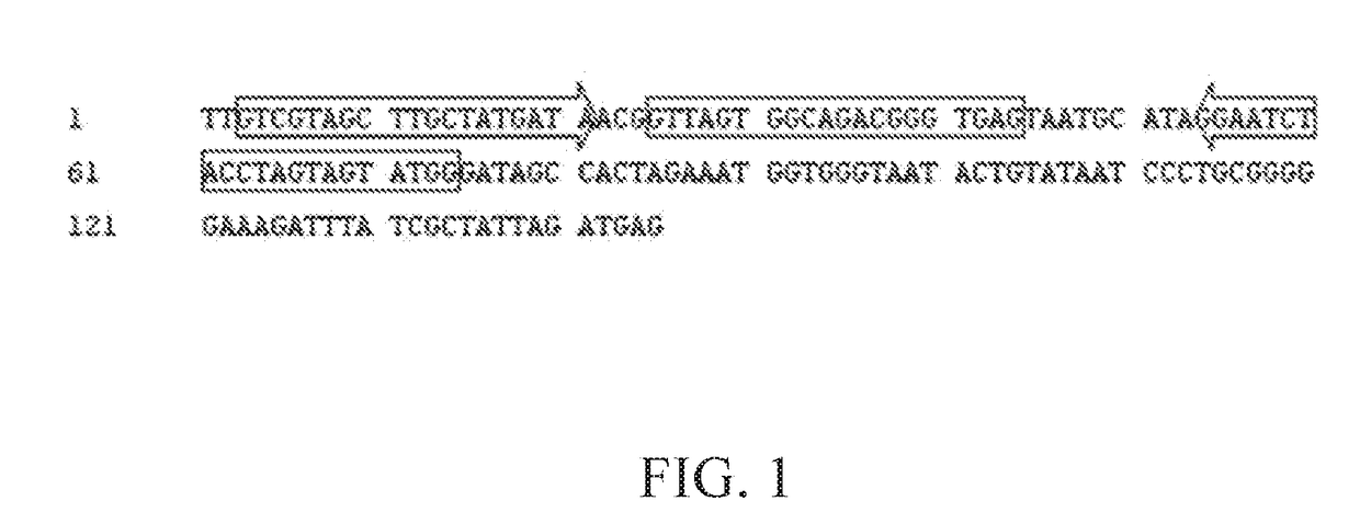 Primer pair, kit and method for detecting anaplasma platys