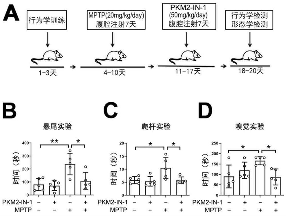 Application of piperidine-1-dithioformate-3-methyl-1, 4-dioxo-1, 4-dihydronaphthalene-2-methyl ester