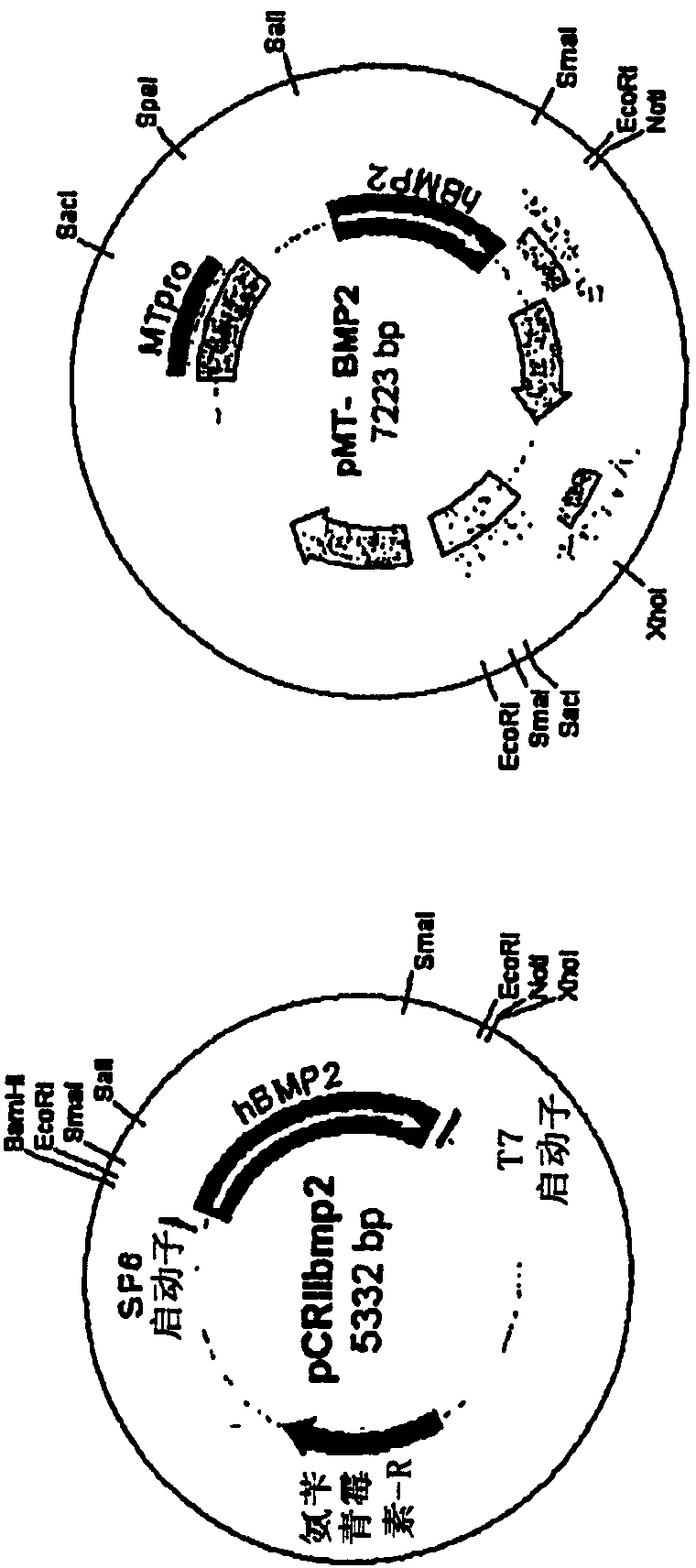 Bone generation by gene therapy