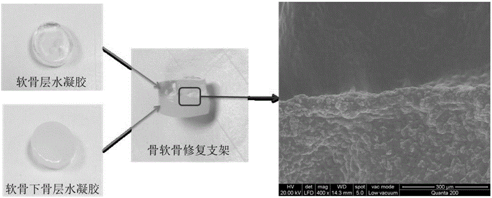 Bi-phase bone cartilage repairing support and preparing method thereof