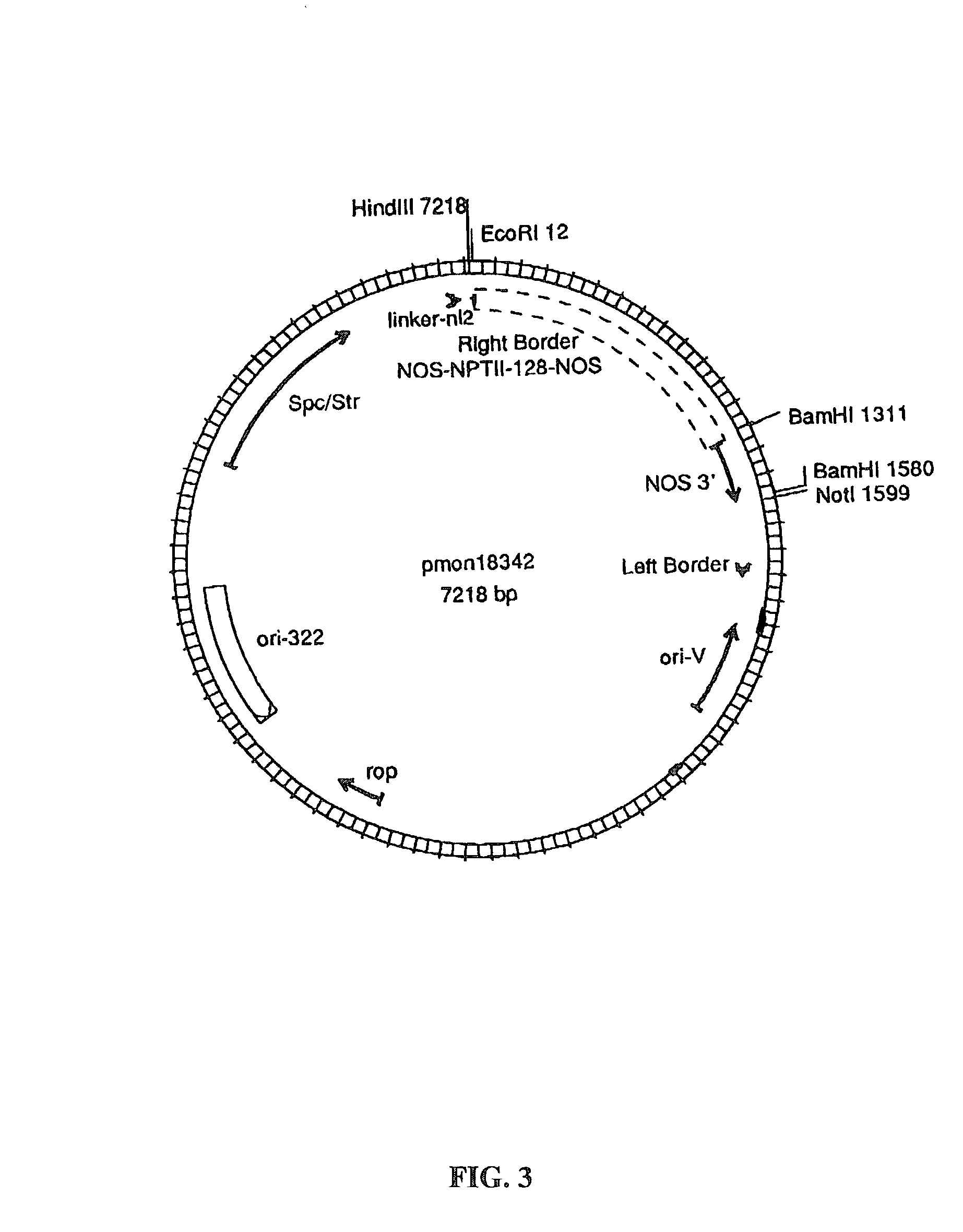 Methods for the production of stably-transformed, fertile wheat employing agrobacterium-mediated transformation and compositions derived therefrom