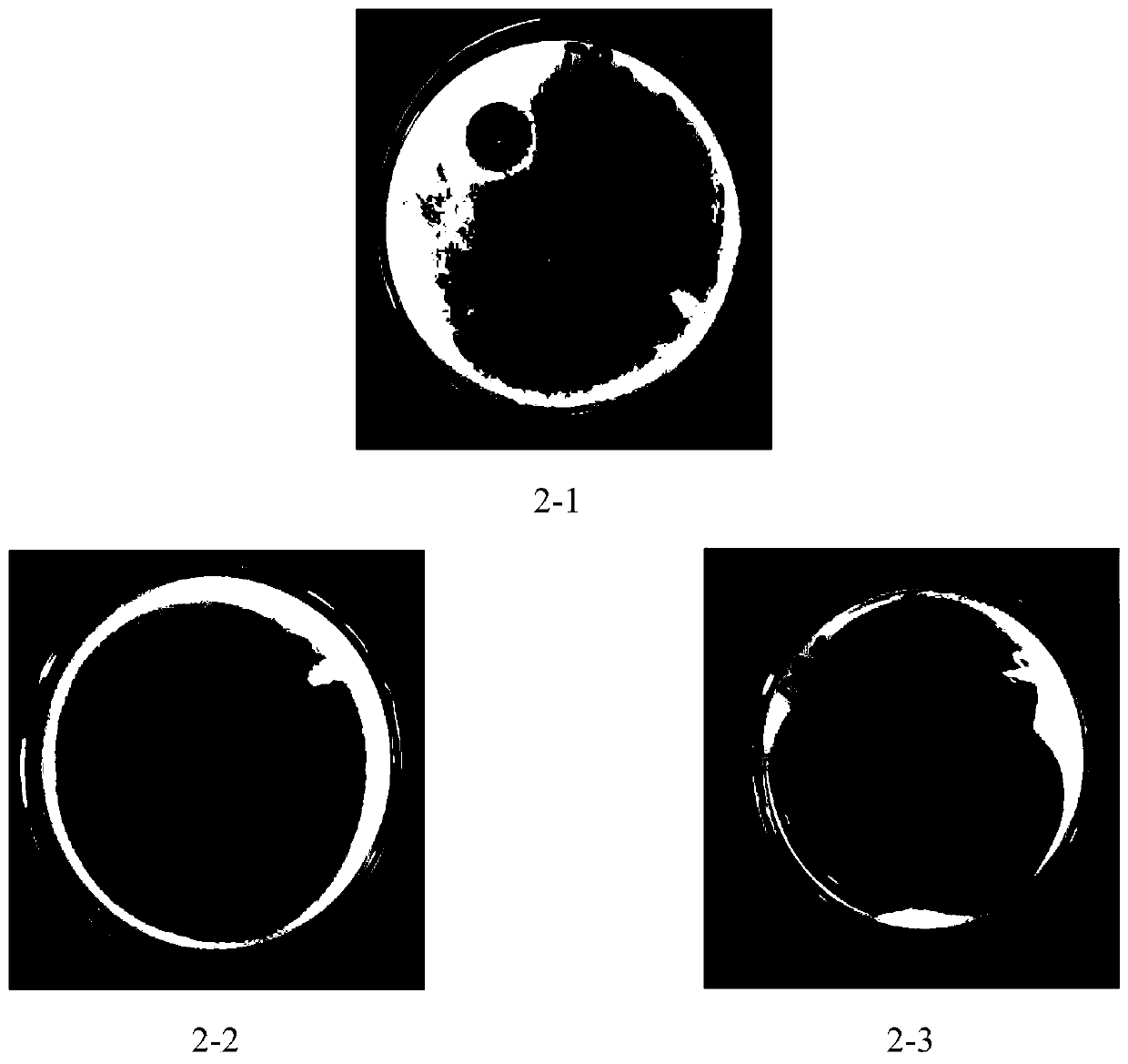 Hermetia illucens composite microbial preparation, preparation method therefor and application of hermetia illucens composite microbial preparation in conversion of bean dregs