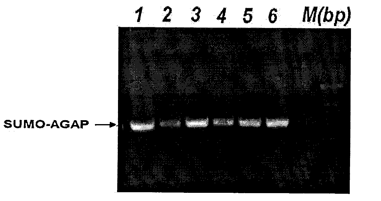 Method for producing Buthus martensii Karsch toxin AGAP