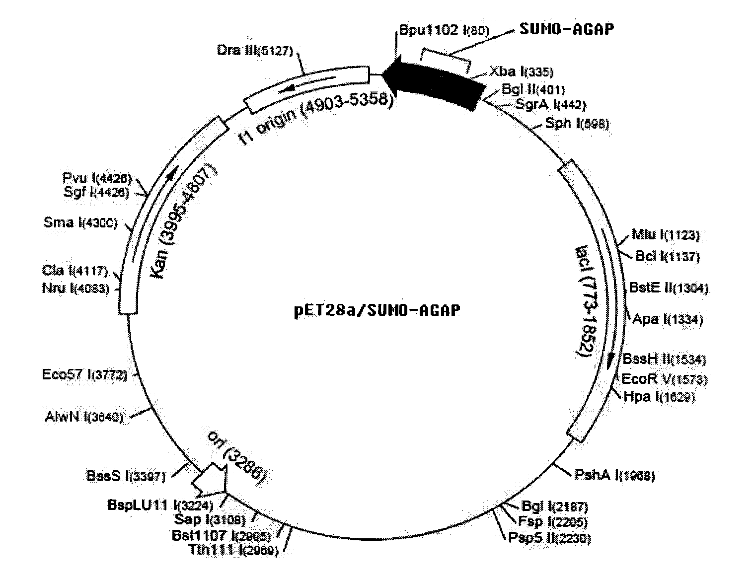 Method for producing Buthus martensii Karsch toxin AGAP