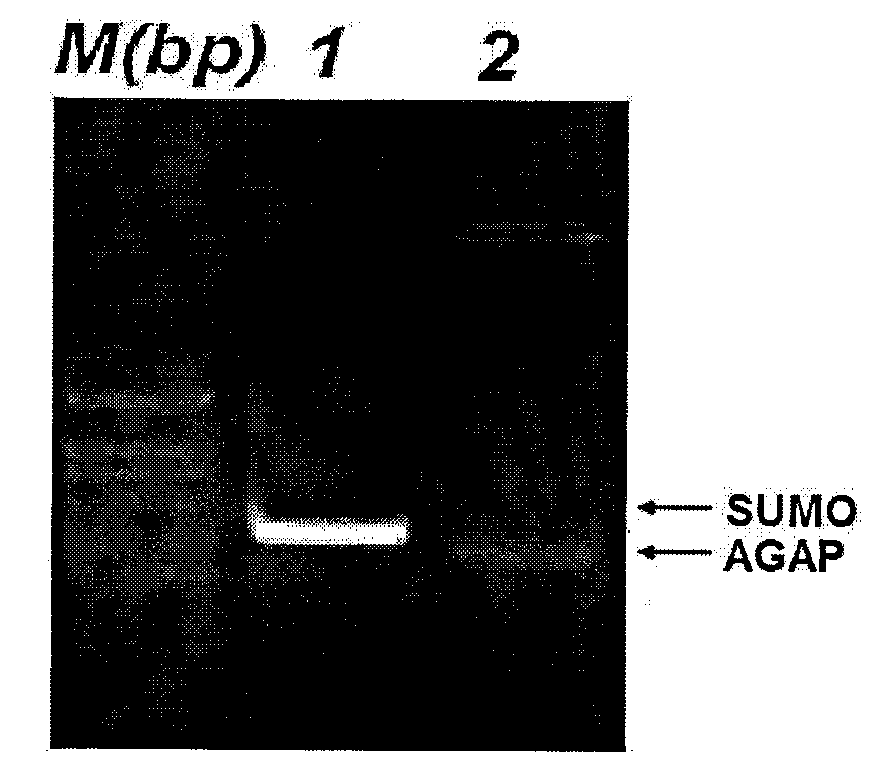 Method for producing Buthus martensii Karsch toxin AGAP