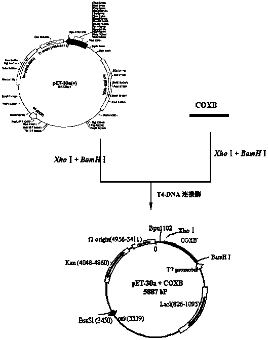 Recombinant human Coxsackie virus group-B proteins and application thereof