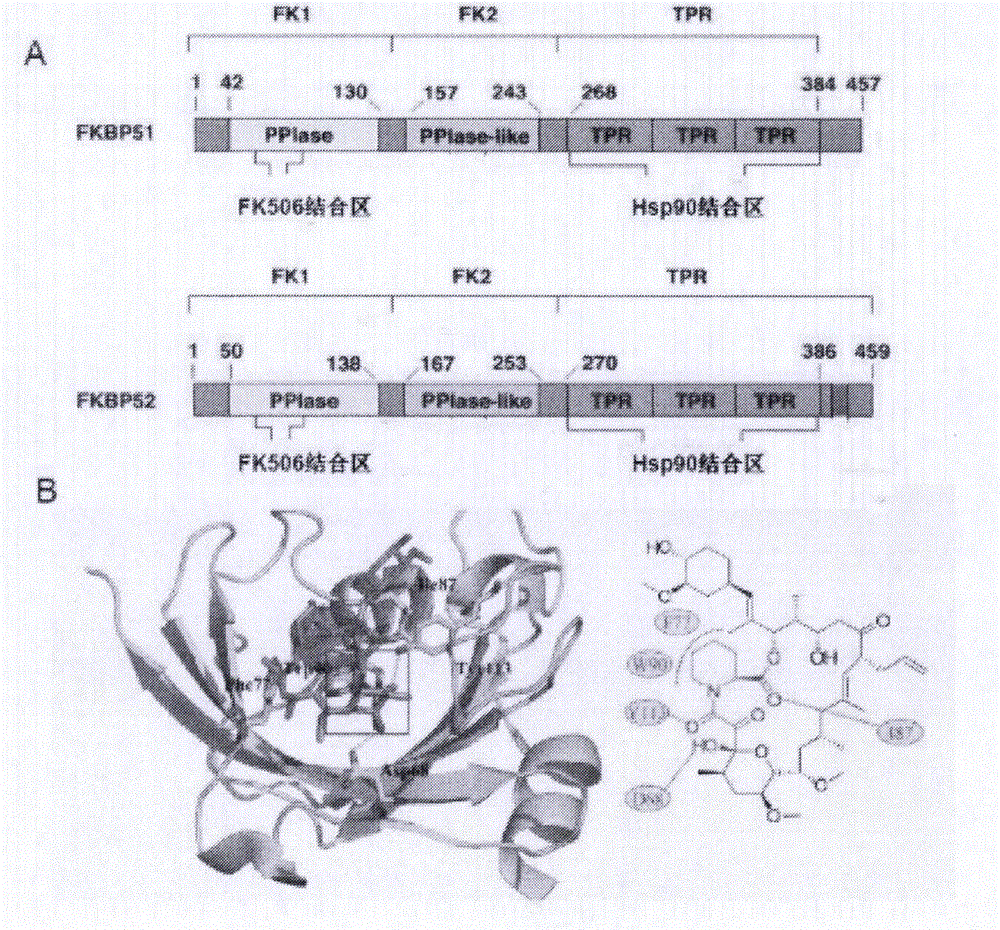 Lead compound and application thereof in preparation of drugs against castration-resistant prostate cancer