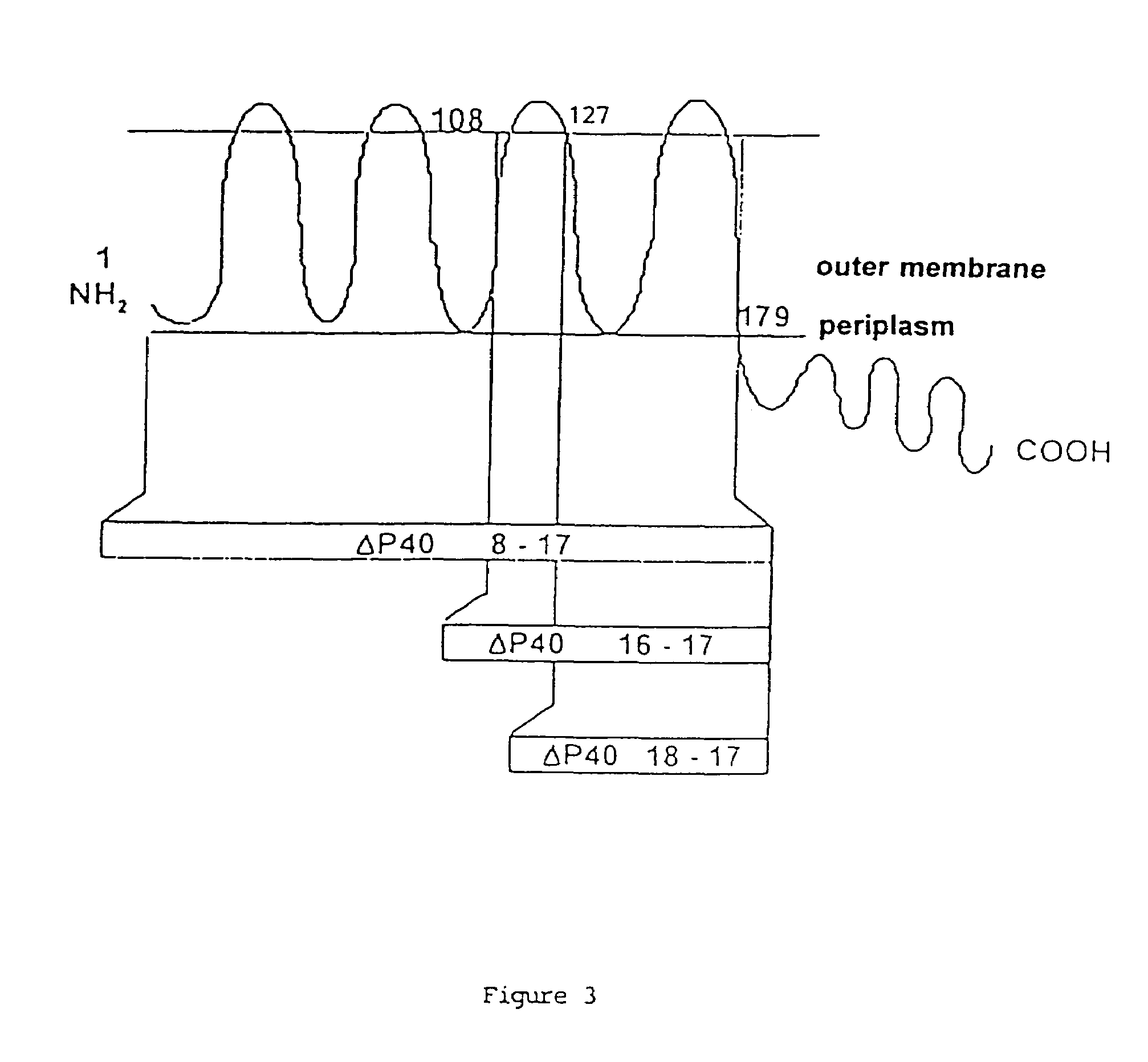 Carrier protein having an adjuvant effect