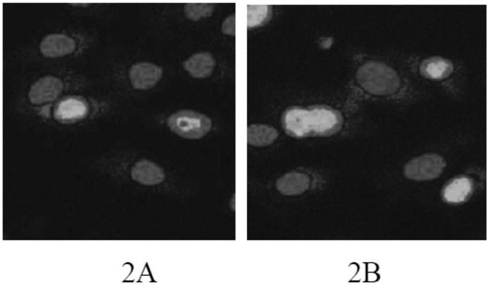 Preparation method of bionic porous tissue-engineered cartilage scaffold