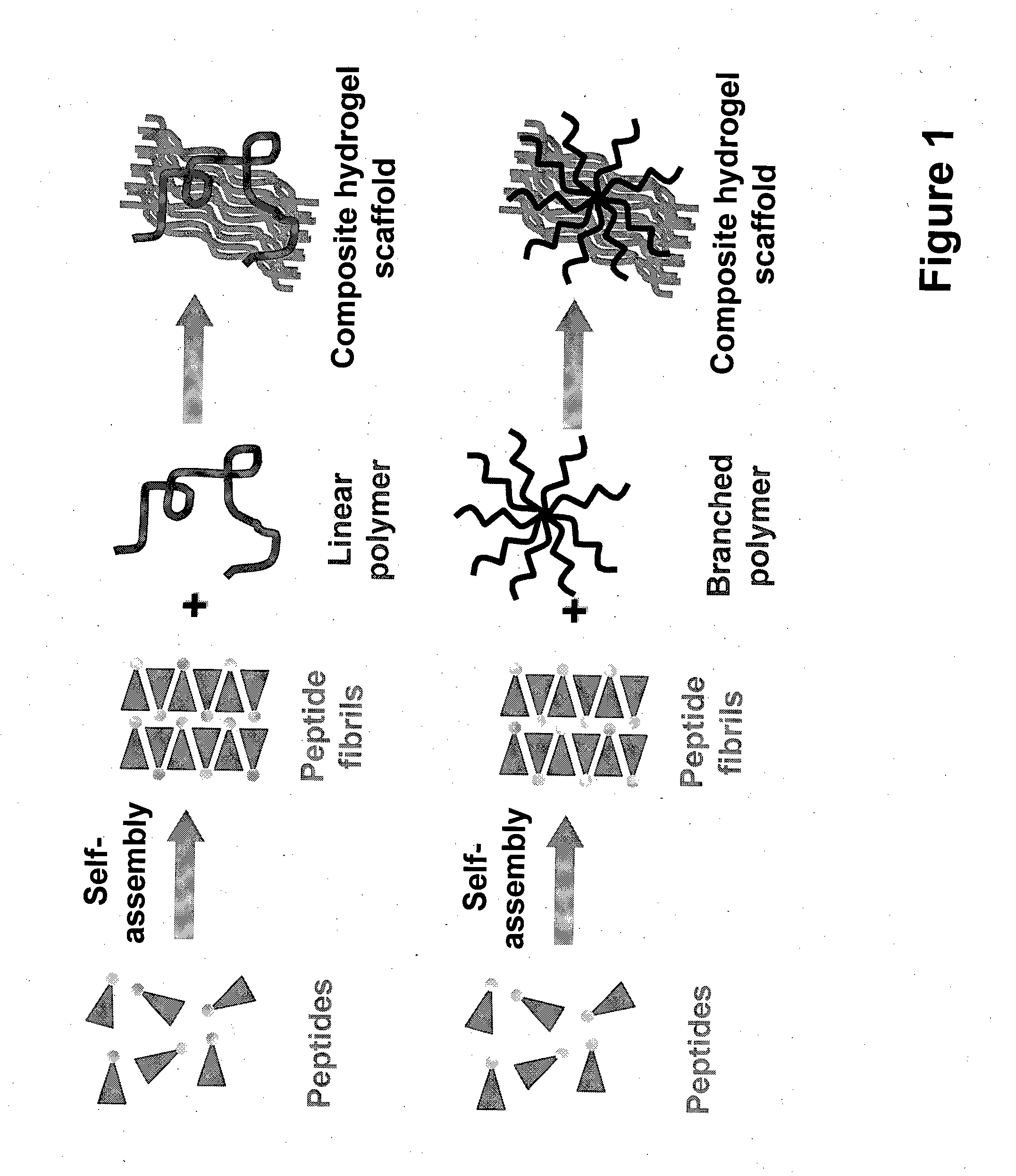 Self-assembled composite ultrasmall peptide-polymer hydrogels