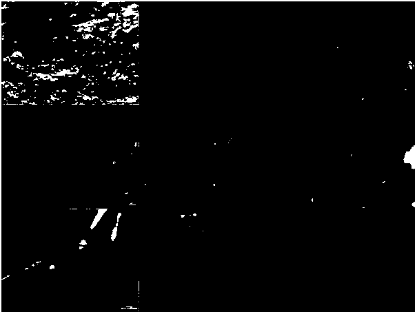 Method for separating microplastics in environmental soil or sediment based on combination of flotation and centrifugation