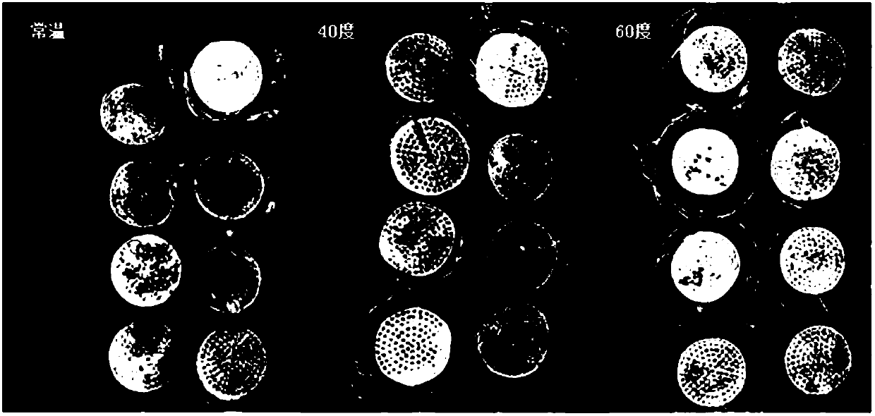 Method for separating microplastics in environmental soil or sediment based on combination of flotation and centrifugation