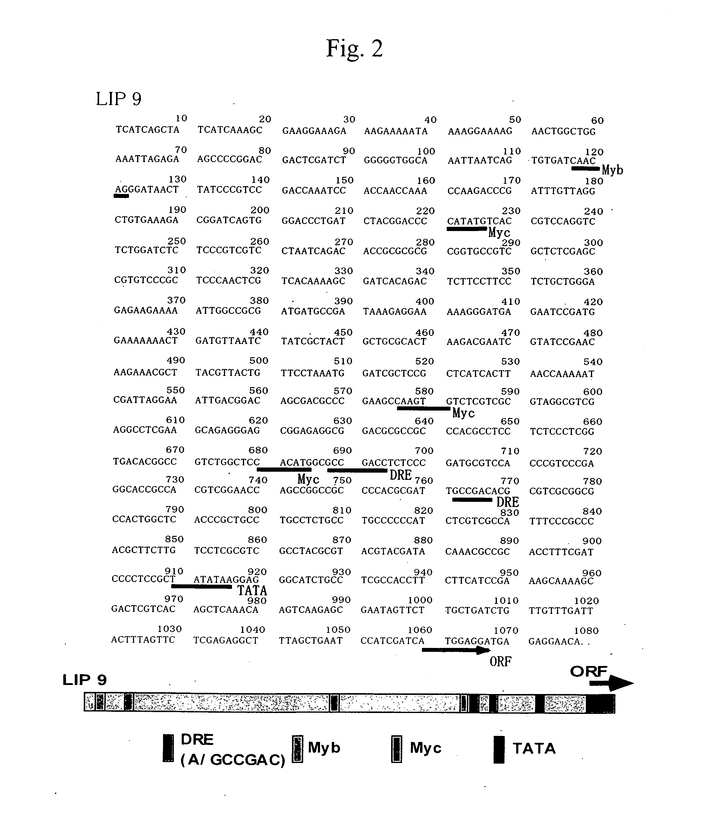 Stress-induced promoter and method of using the same