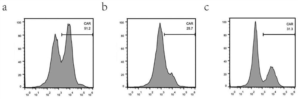 Blocking antibody and application thereof in preparation of CAR-T cell of targeting T cell expression antigen