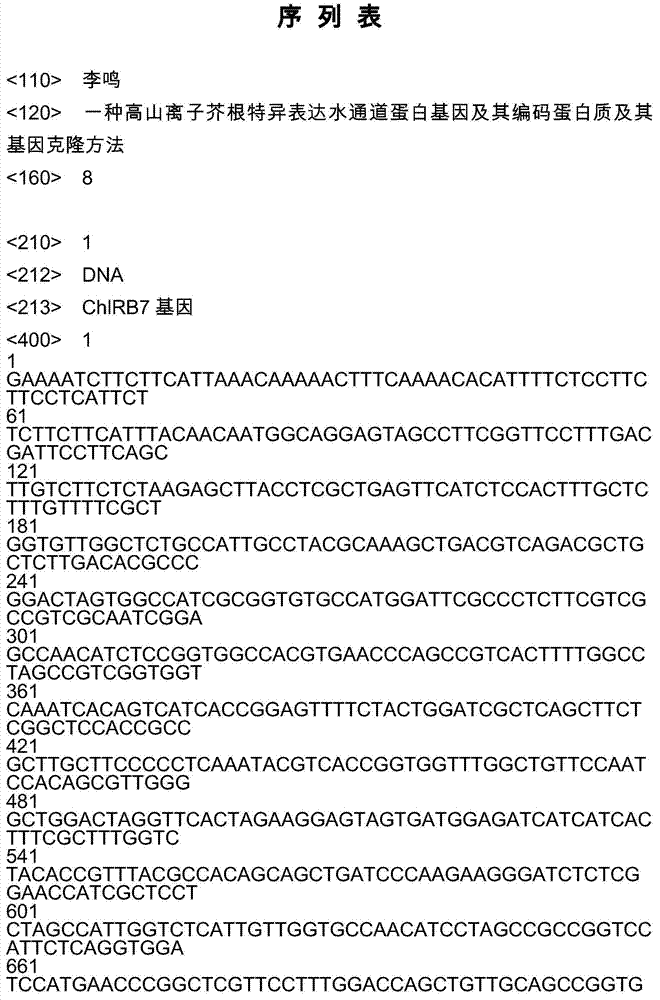 Aquaporin gene specifically expressed by virtue of chorispora bungeana root as well as protein encoded by aquaporin gene and method for cloning aquaporin gene