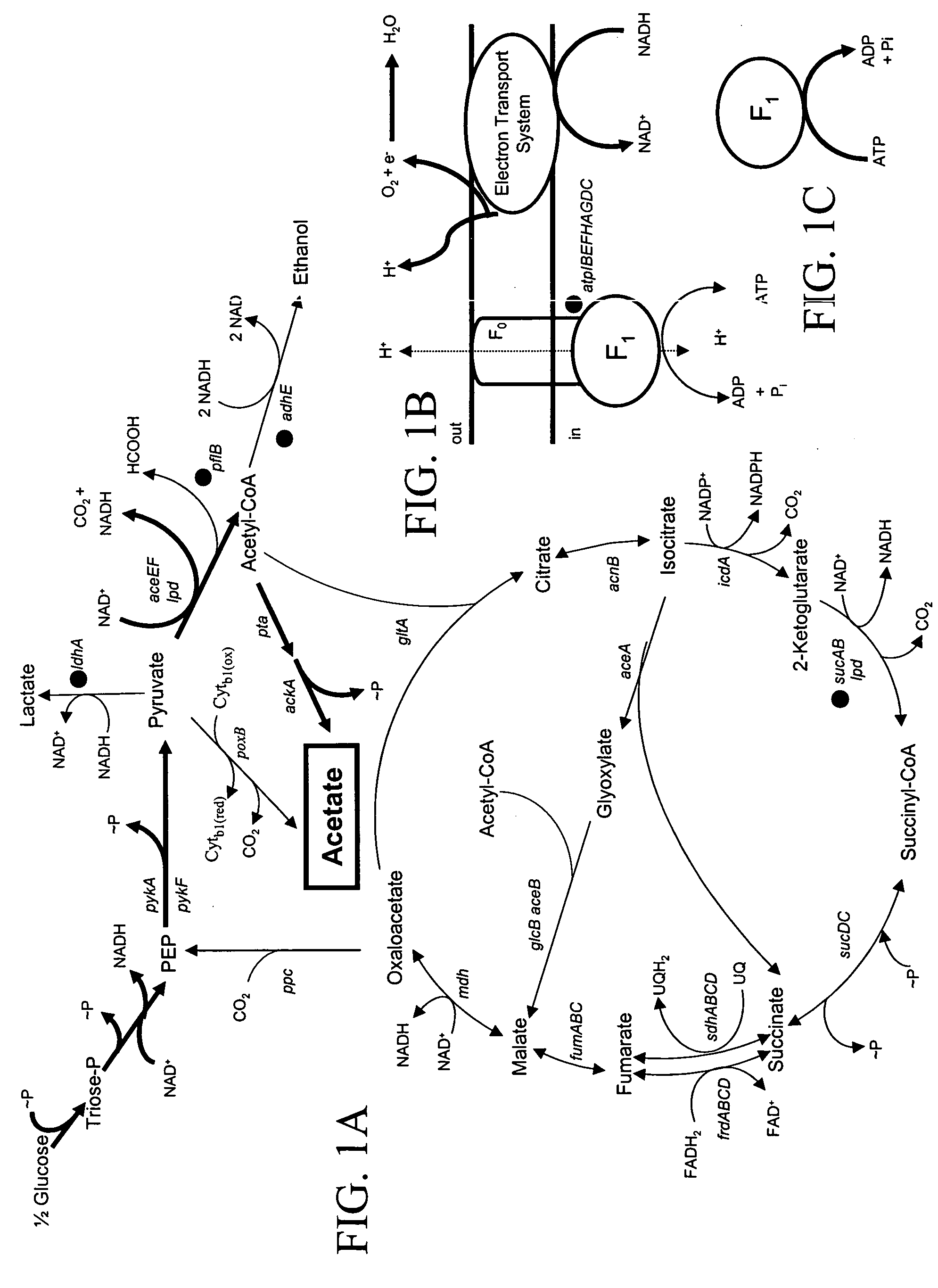Materials and methods for the efficient production of acetate and other products