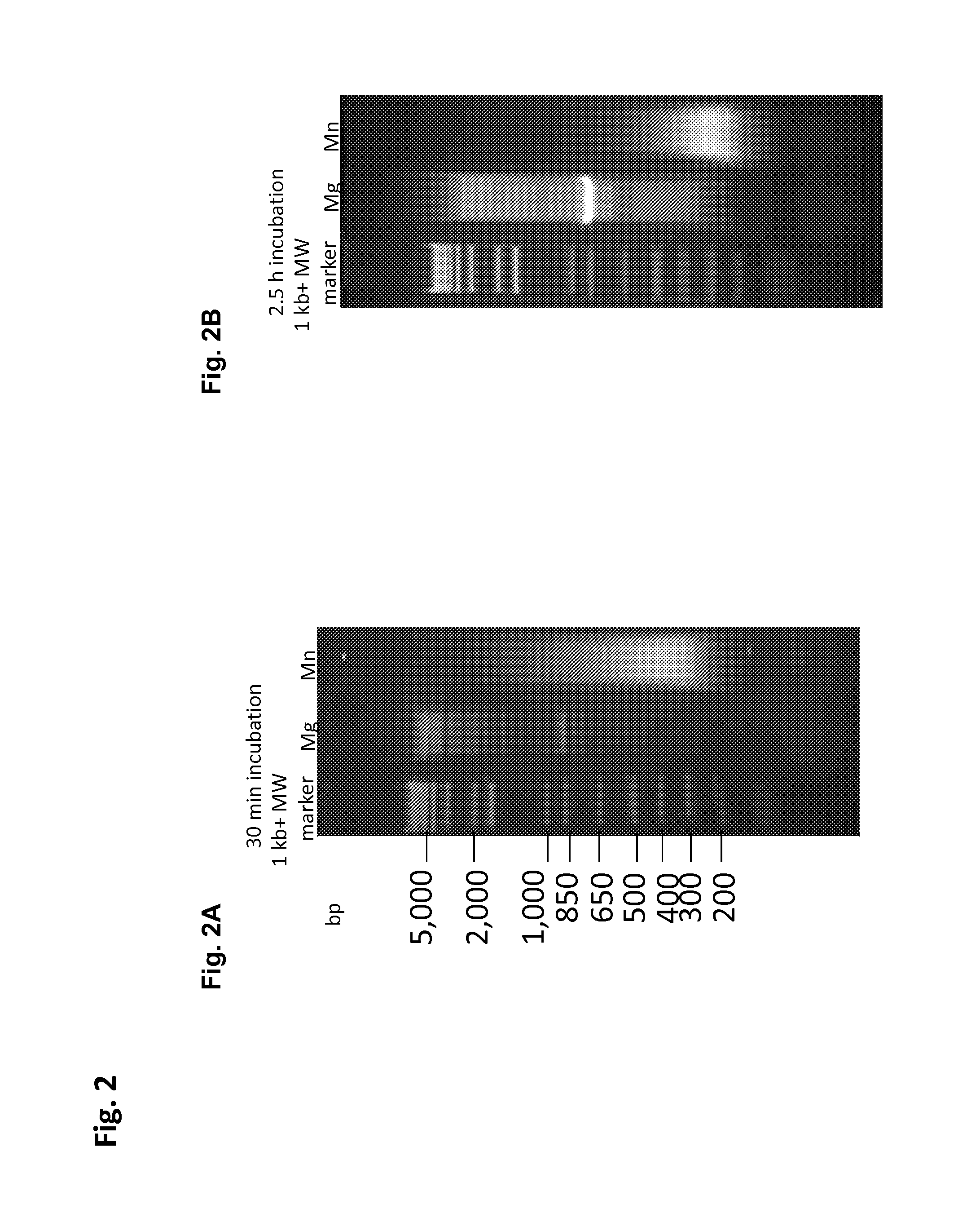 Methods and compositions for DNA fragmentation and tagging by transposases