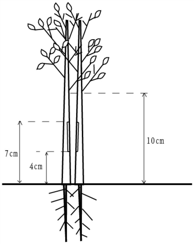 Method for cultivating strong seedlings of oak tree species by grafting method