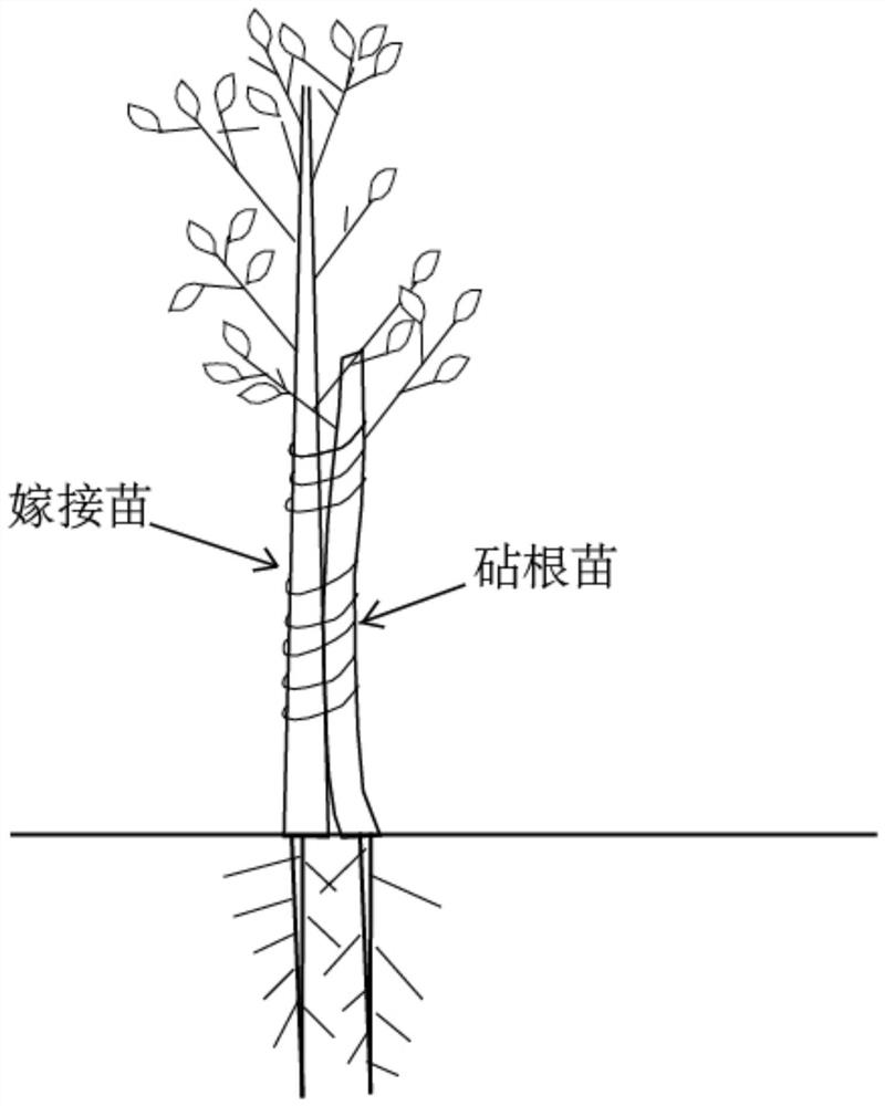 Method for cultivating strong seedlings of oak tree species by grafting method